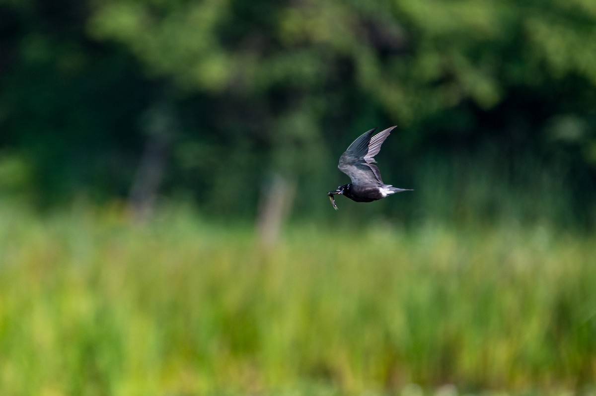 Black Tern - ML622133878