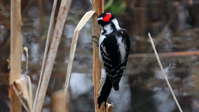 Downy Woodpecker - ML622133918