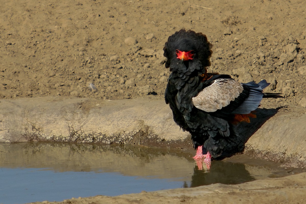 Bateleur - ML622133921