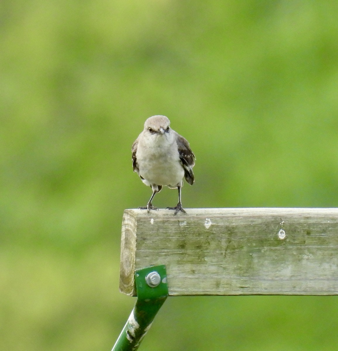 Northern Mockingbird - ML622133948