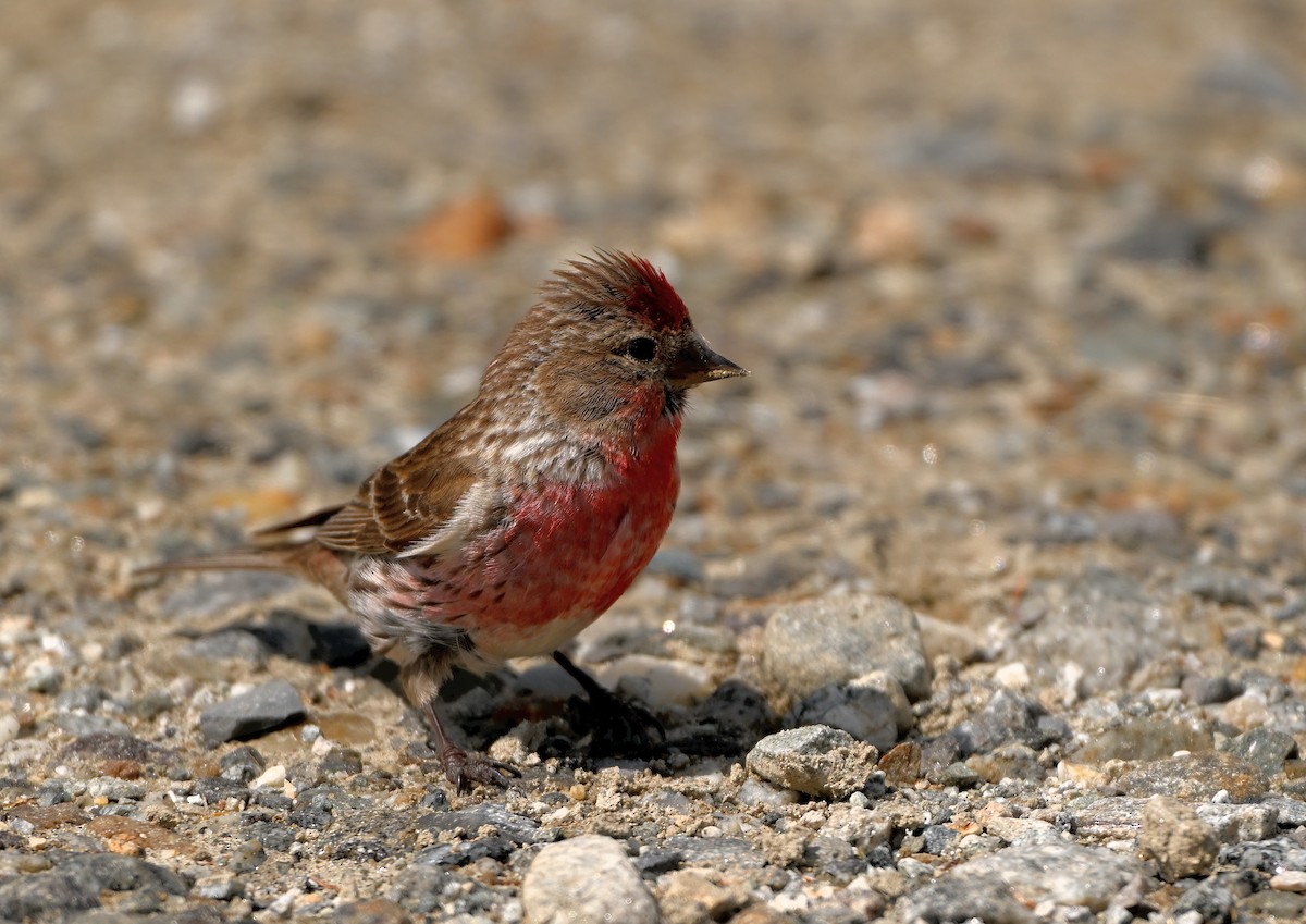 Lesser Redpoll - ML622133999