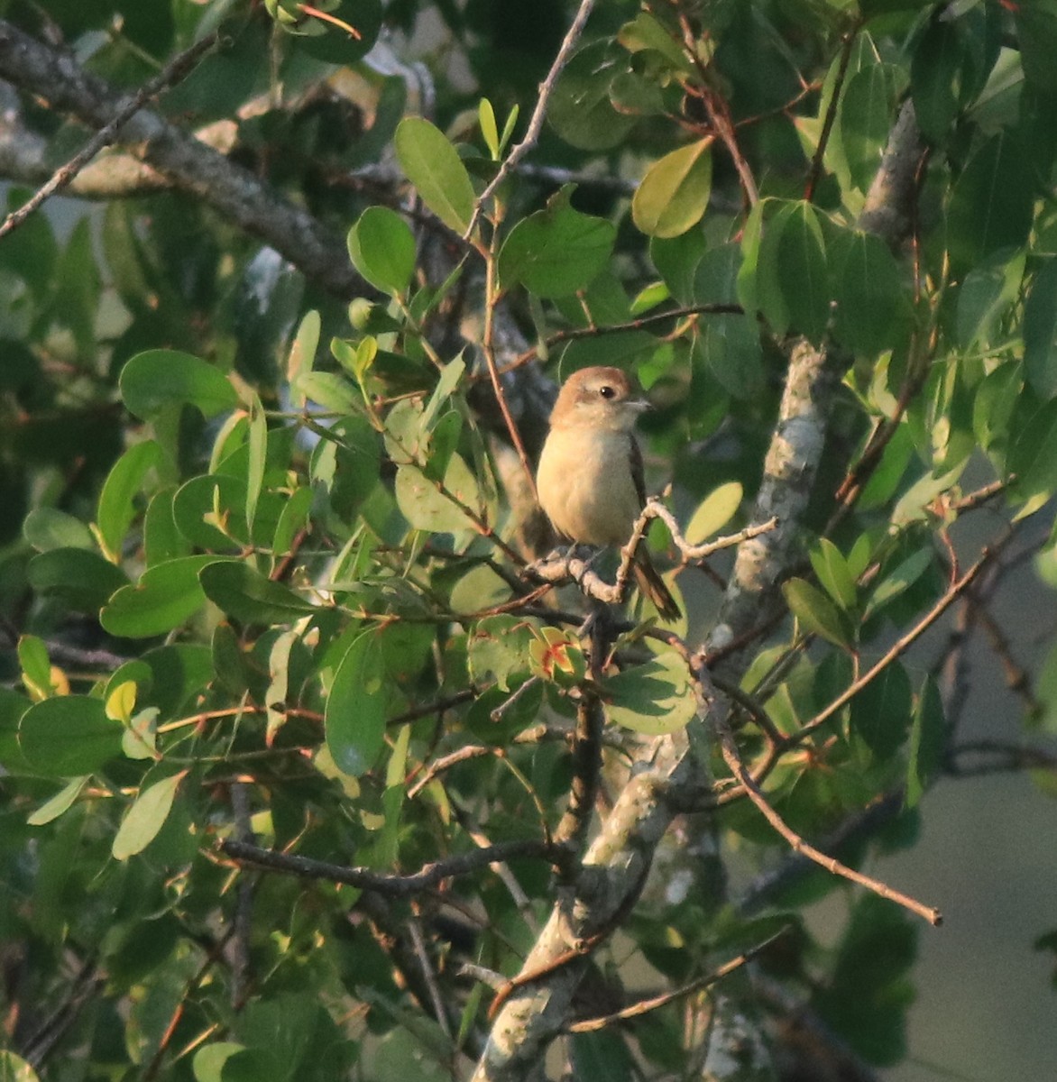 shrike sp. - Afsar Nayakkan