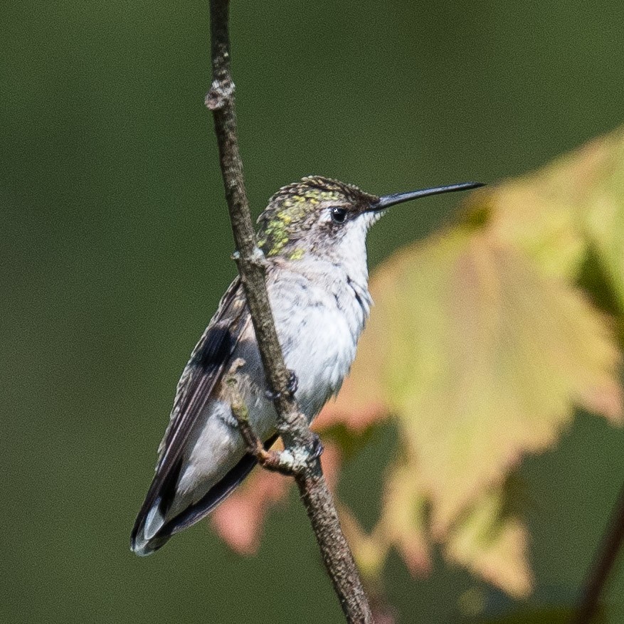 Ruby-throated Hummingbird - ML622134018