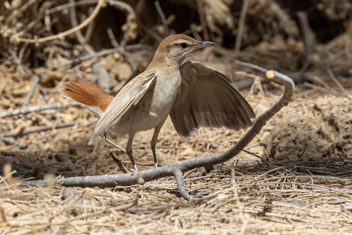 Rufous-tailed Scrub-Robin - ML622134019