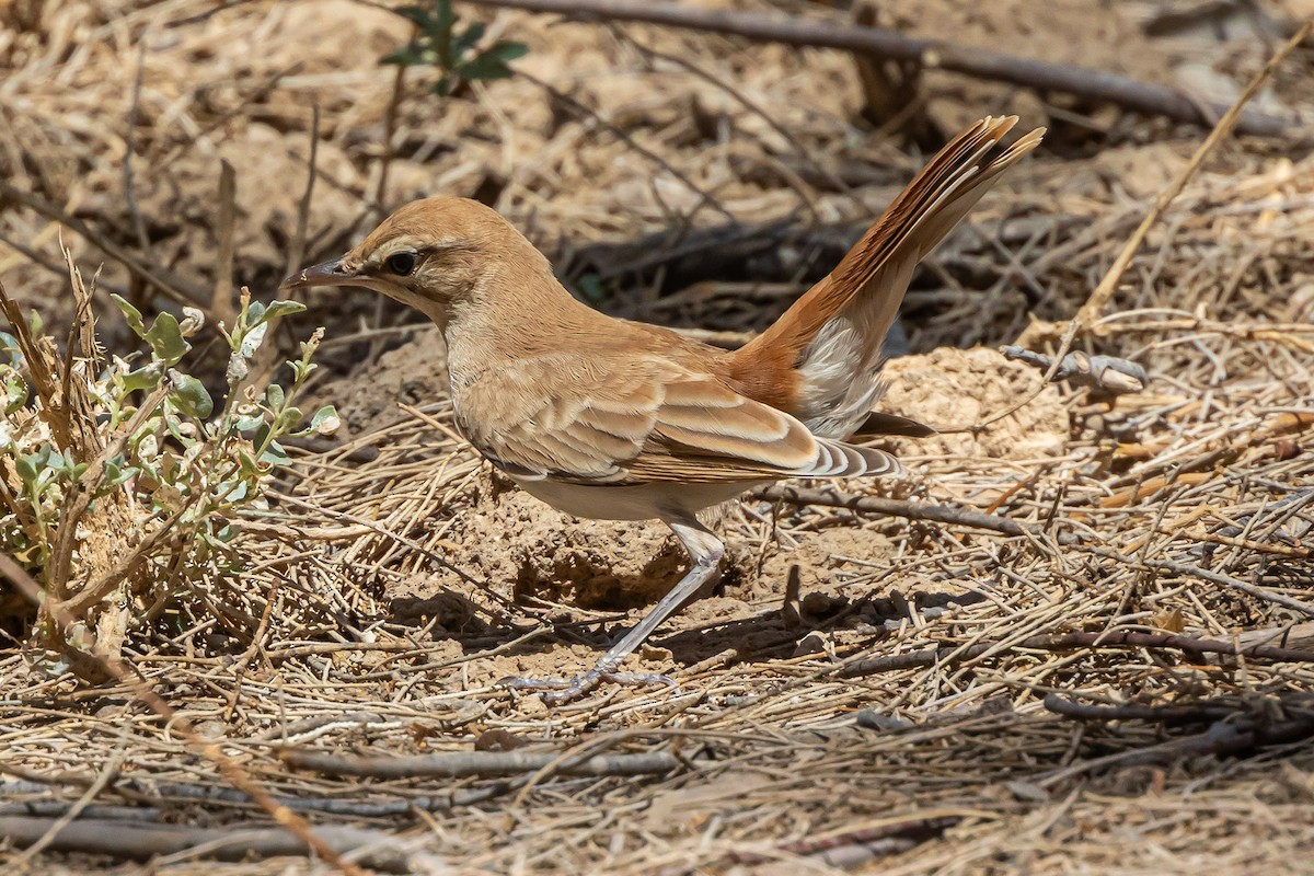 Rufous-tailed Scrub-Robin - ML622134020