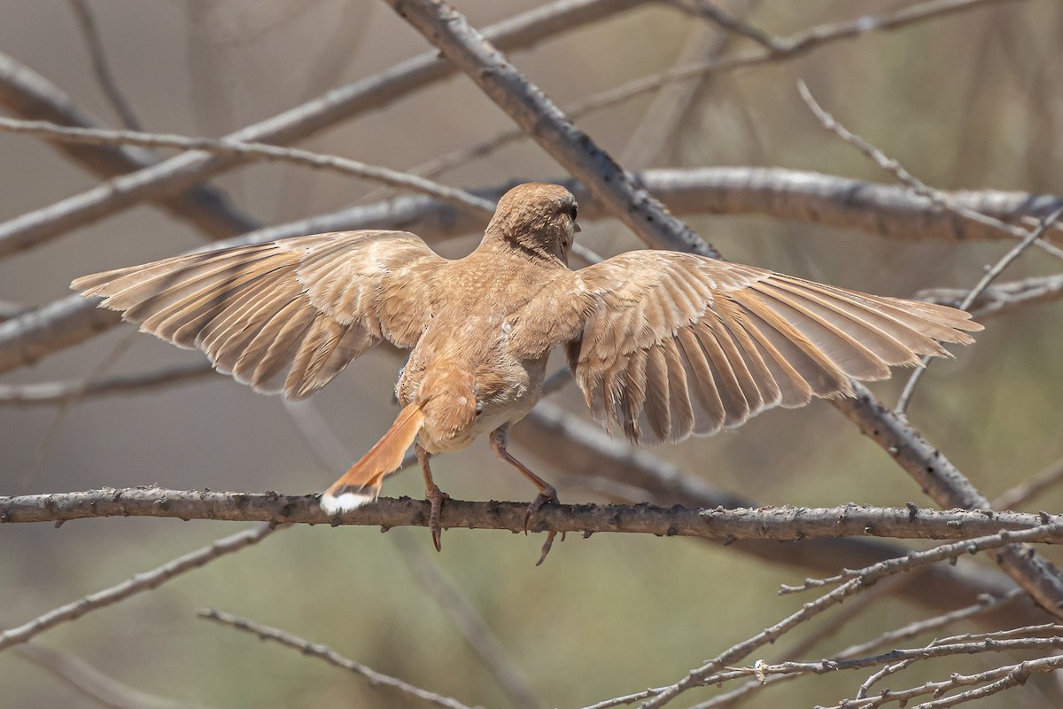 Rufous-tailed Scrub-Robin - ML622134021