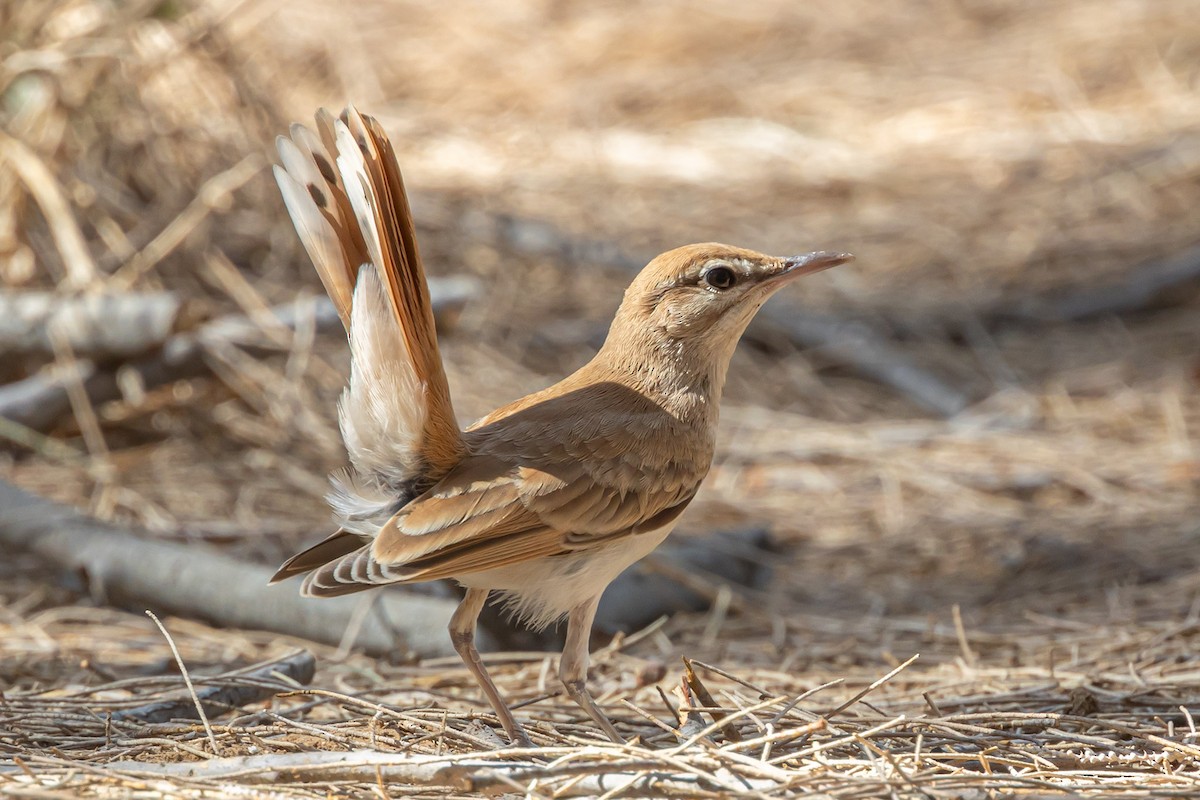 Rufous-tailed Scrub-Robin - ML622134022