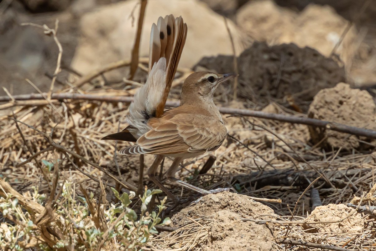 Rufous-tailed Scrub-Robin - Oren Shatz