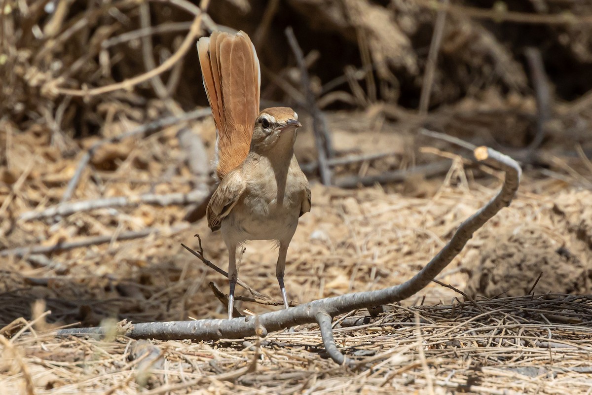 Rufous-tailed Scrub-Robin - ML622134024