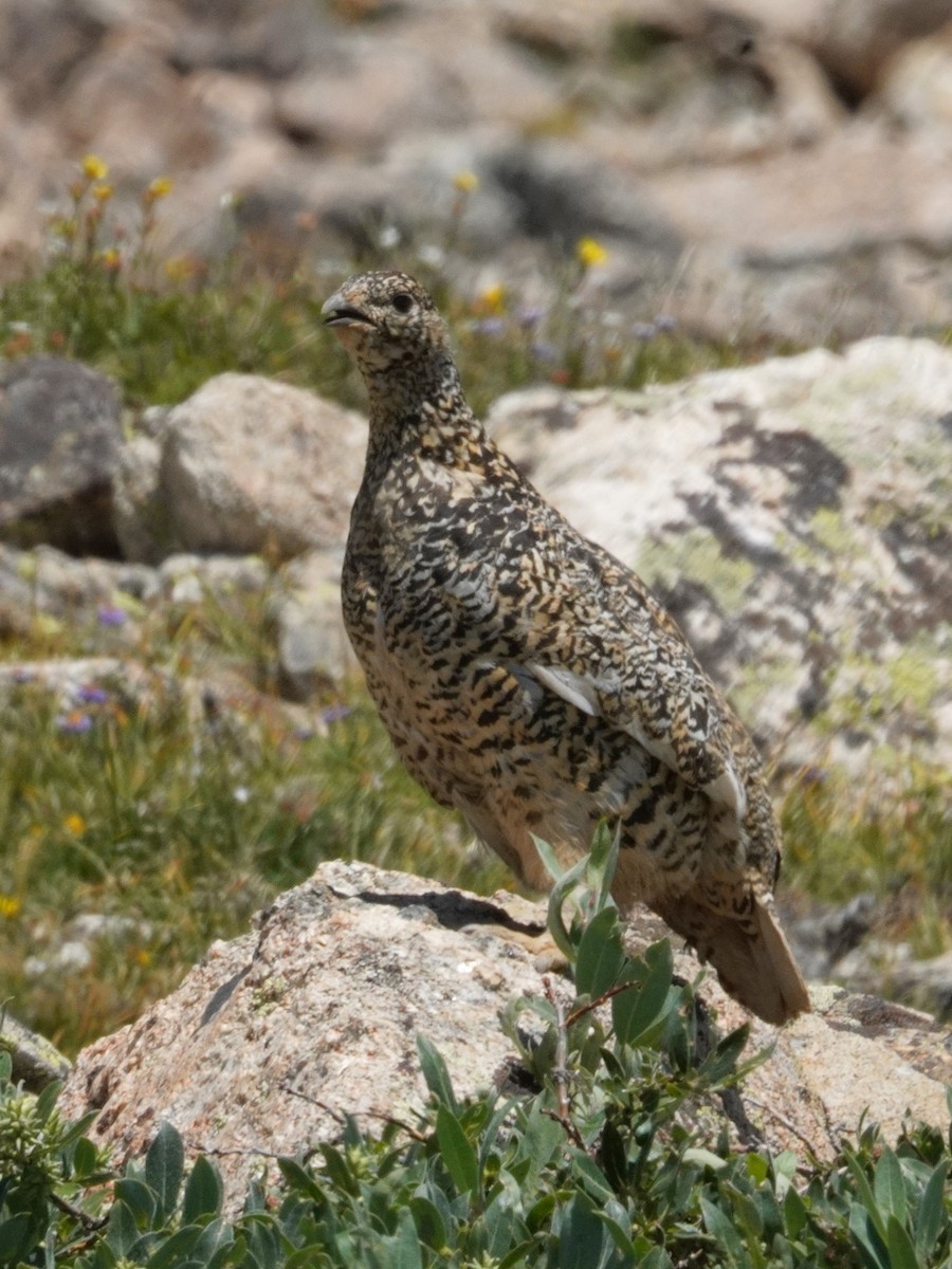 White-tailed Ptarmigan - ML622134027