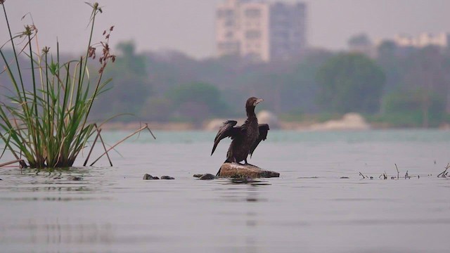 Little Cormorant - ML622134028