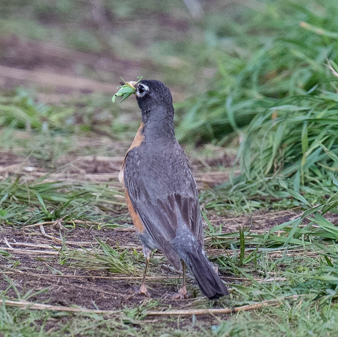 American Robin - ML622134035