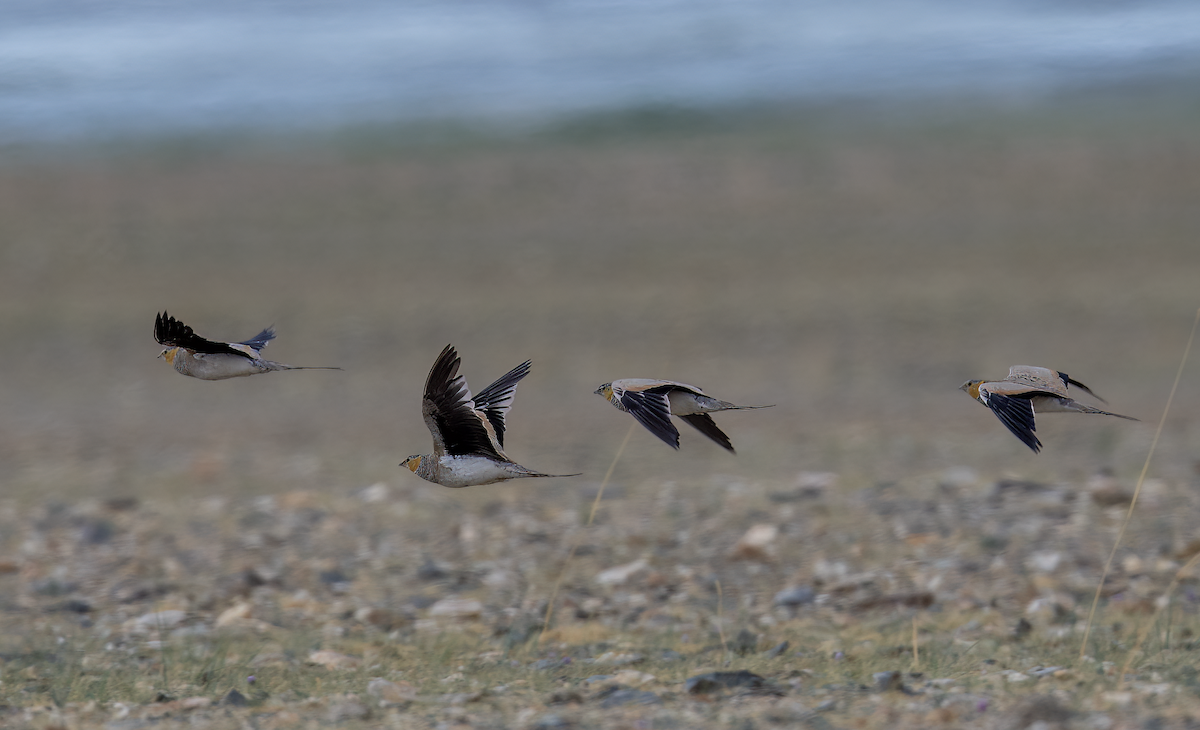 Tibetan Sandgrouse - ML622134037