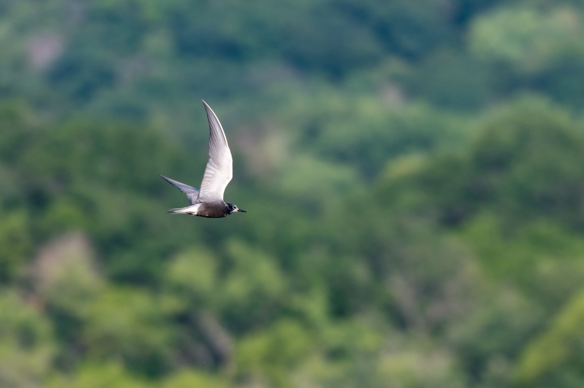 Black Tern - ML622134038