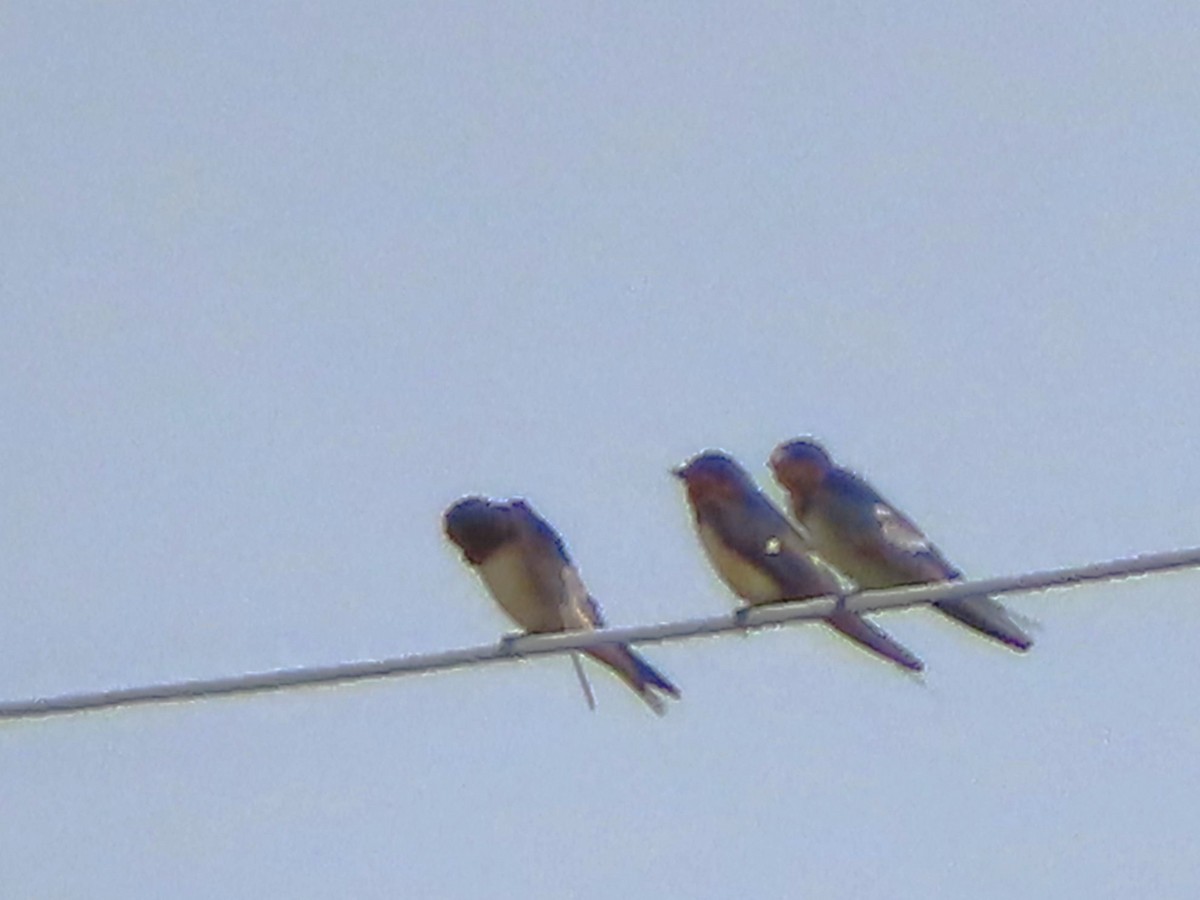 Barn Swallow - ML622134039