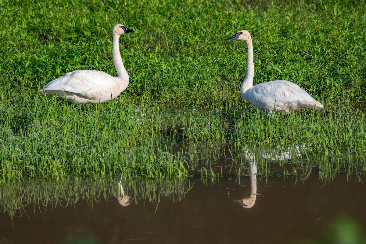 Trumpeter Swan - ML622134094