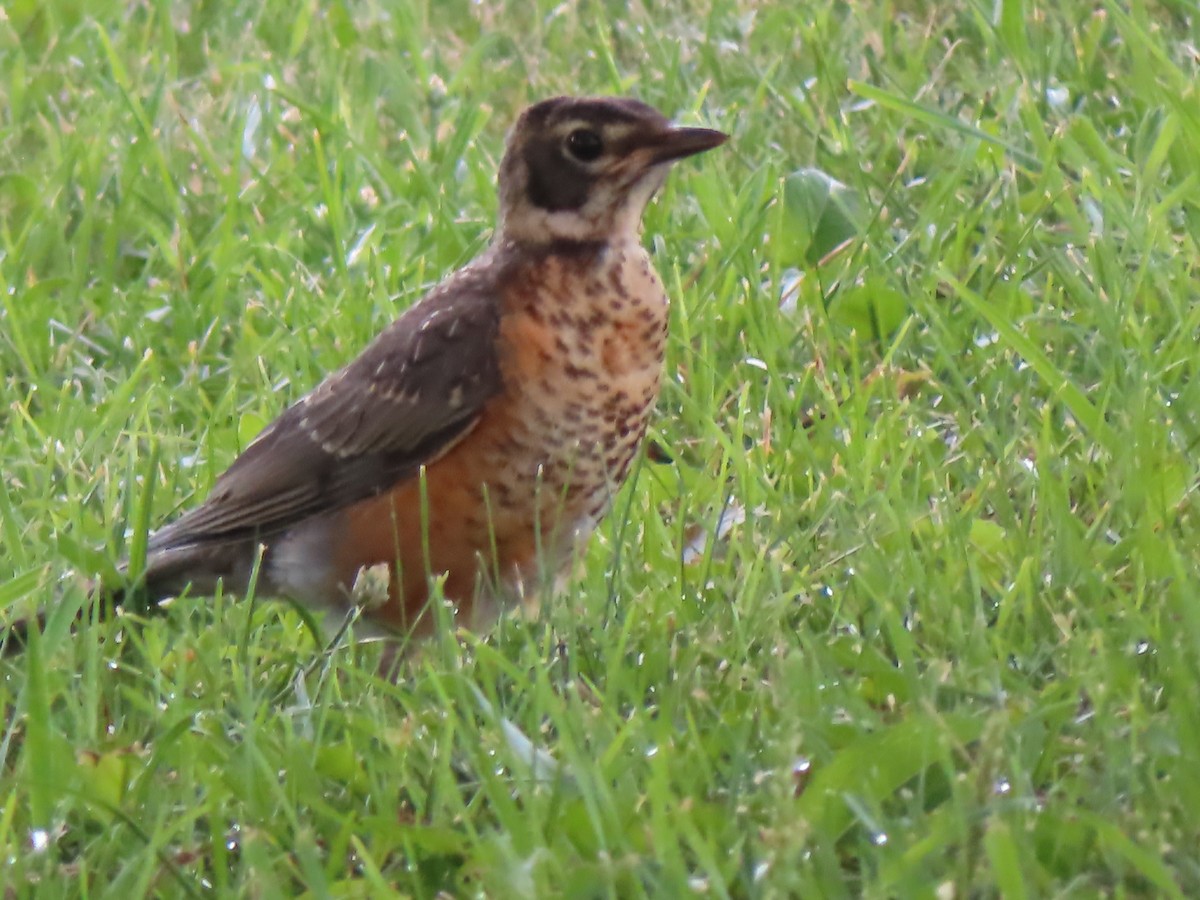 American Robin - ML622134110