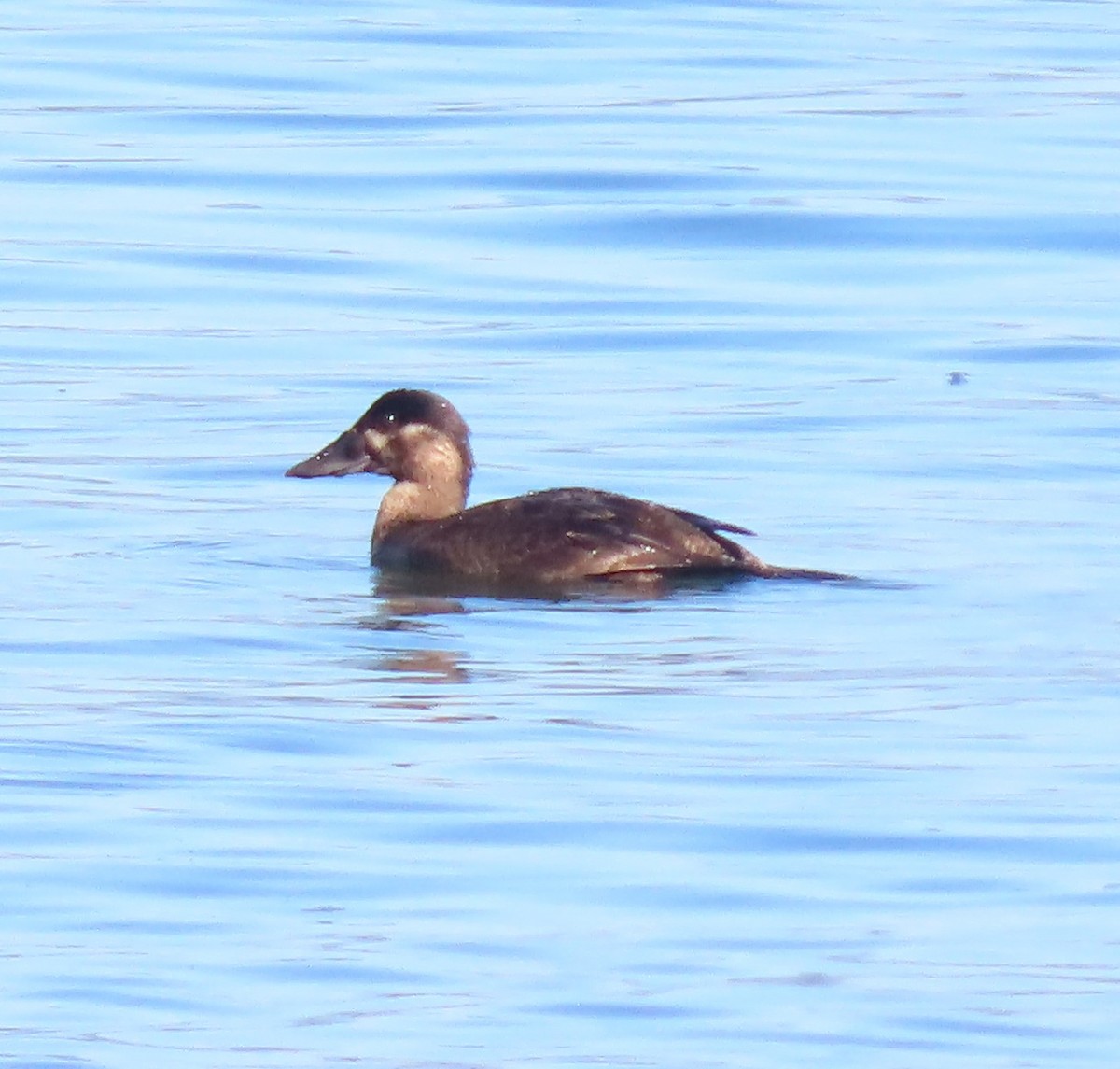 Surf Scoter - ML622134138