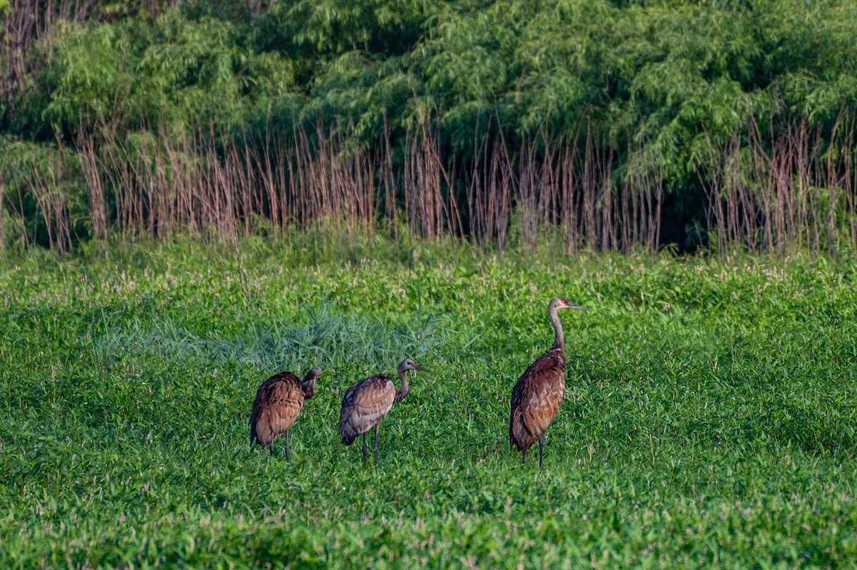 Sandhill Crane - ML622134144