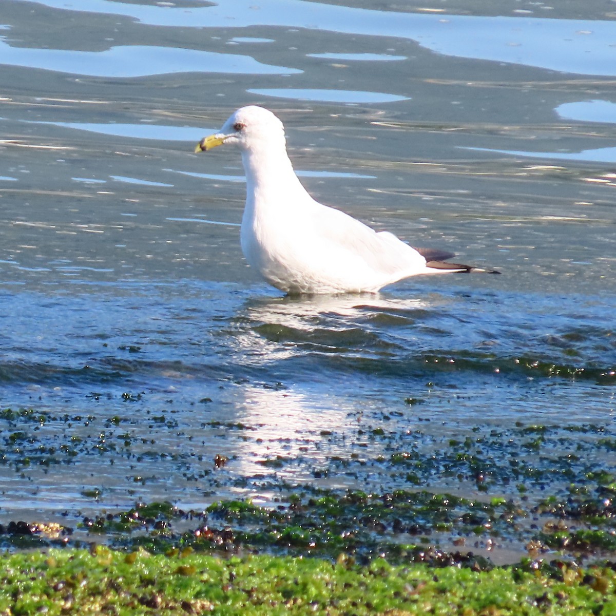 Ring-billed Gull - ML622134151