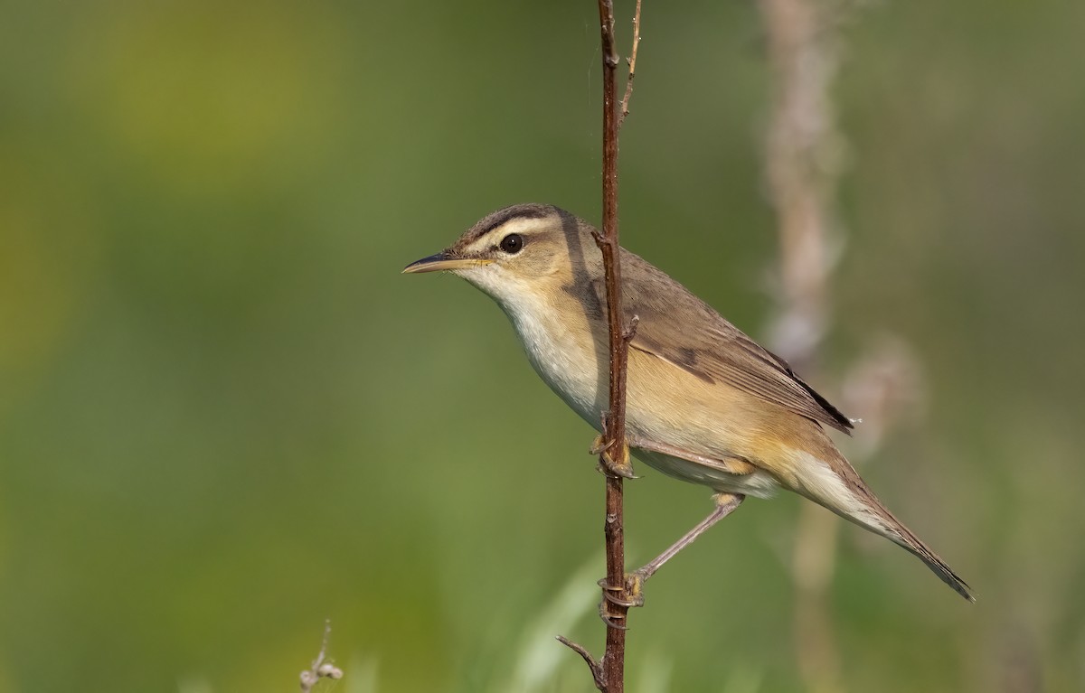 Black-browed Reed Warbler - ML622134156