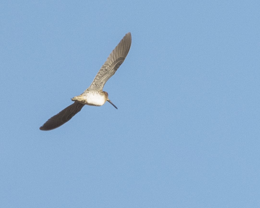 Wilson's Snipe - ML622134177