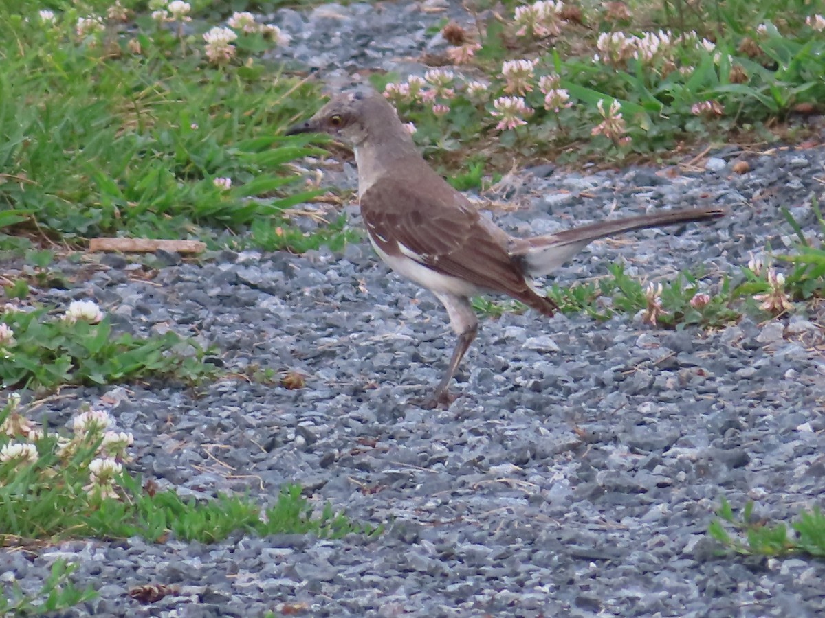 Northern Mockingbird - Ursula  Mitra