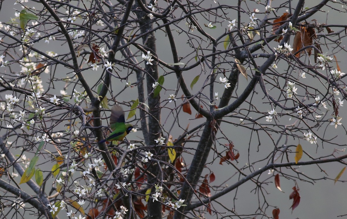 Orange-bellied Leafbird - ML62213421