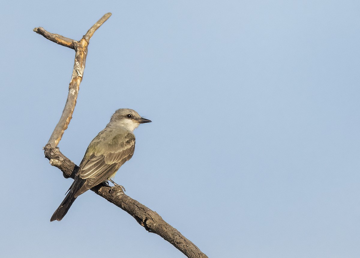 Western Kingbird - ML622134219