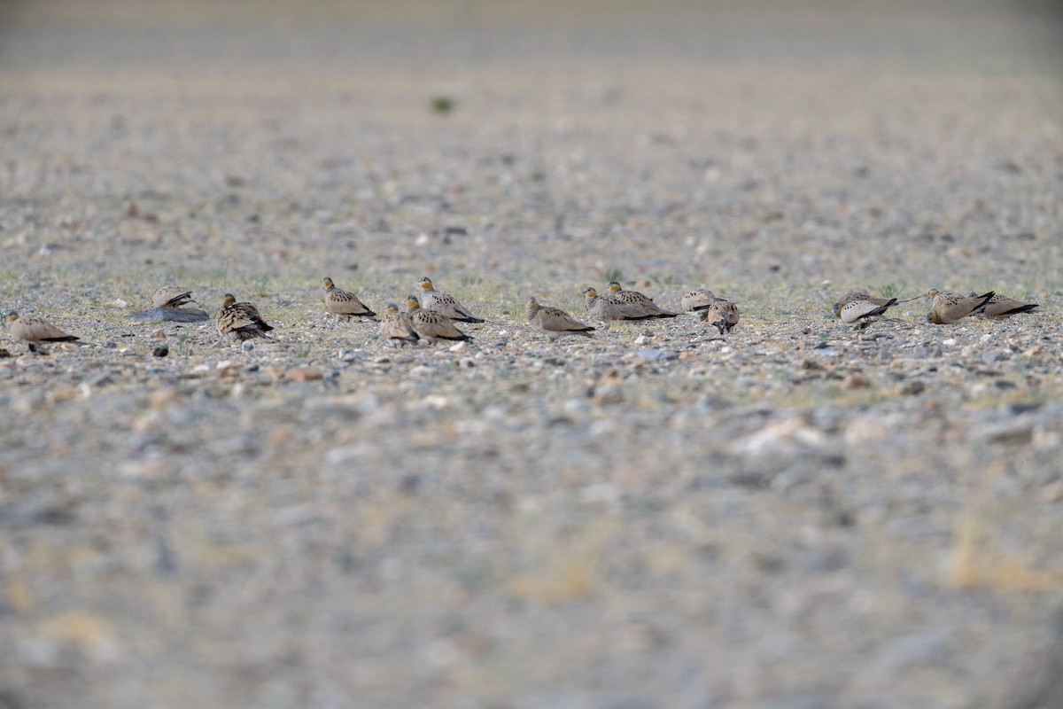 Tibetan Sandgrouse - ML622134238