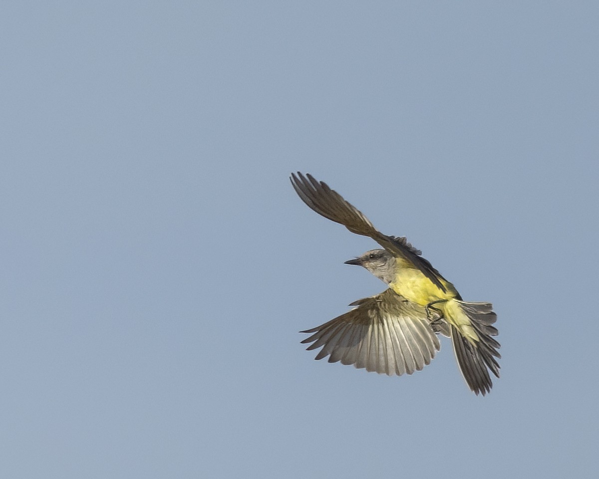 Western Kingbird - ML622134240