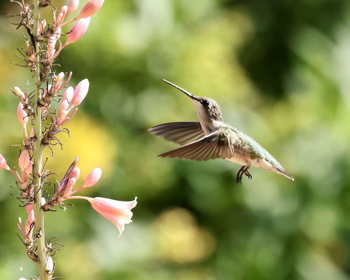 Ruby-throated Hummingbird - ML622134256