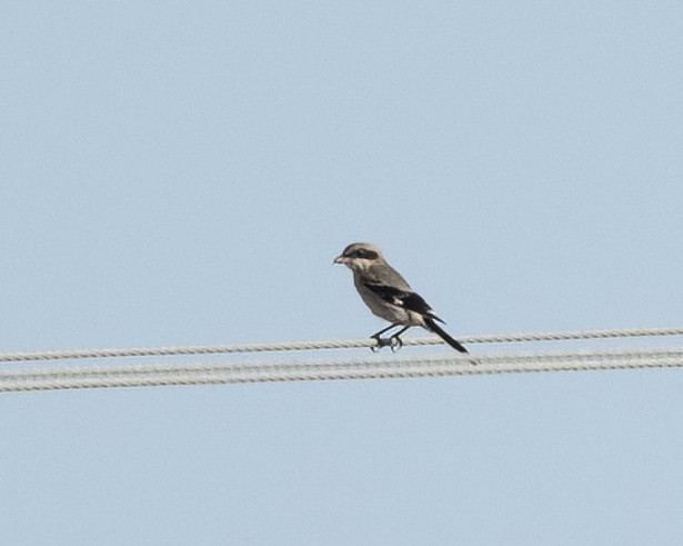 Loggerhead Shrike - ML622134258