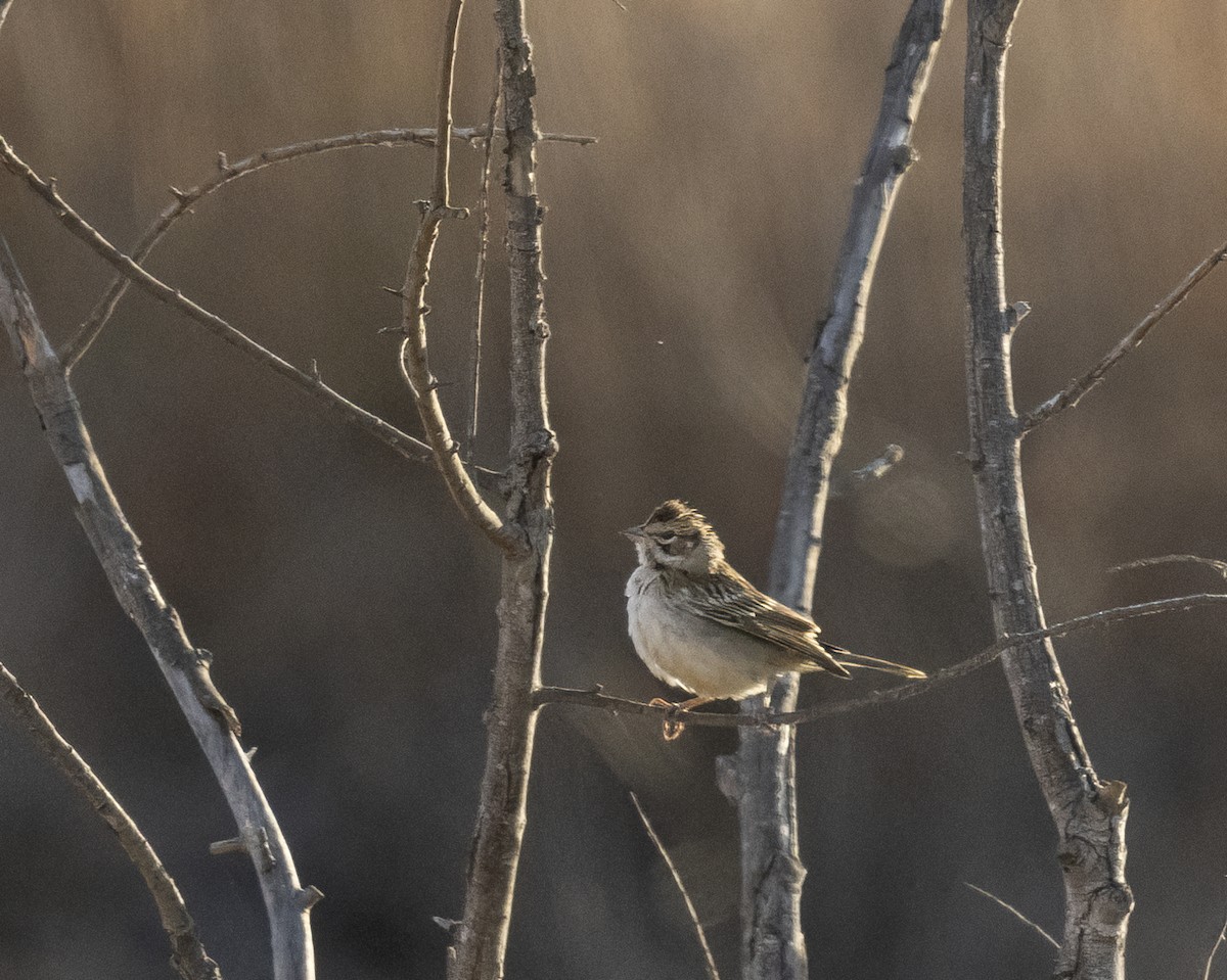 Lark Sparrow - Barbara Swanson