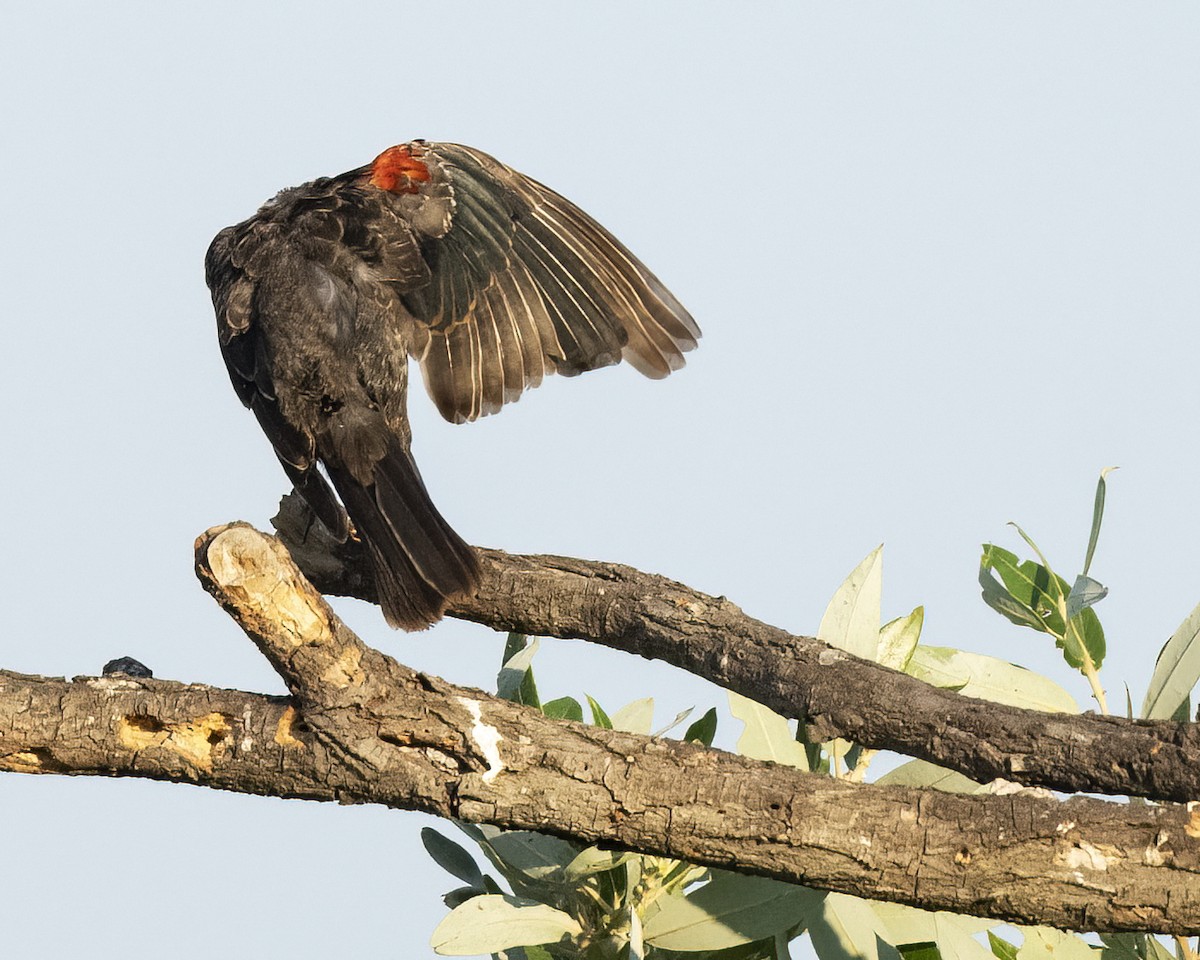 Red-winged Blackbird - ML622134346