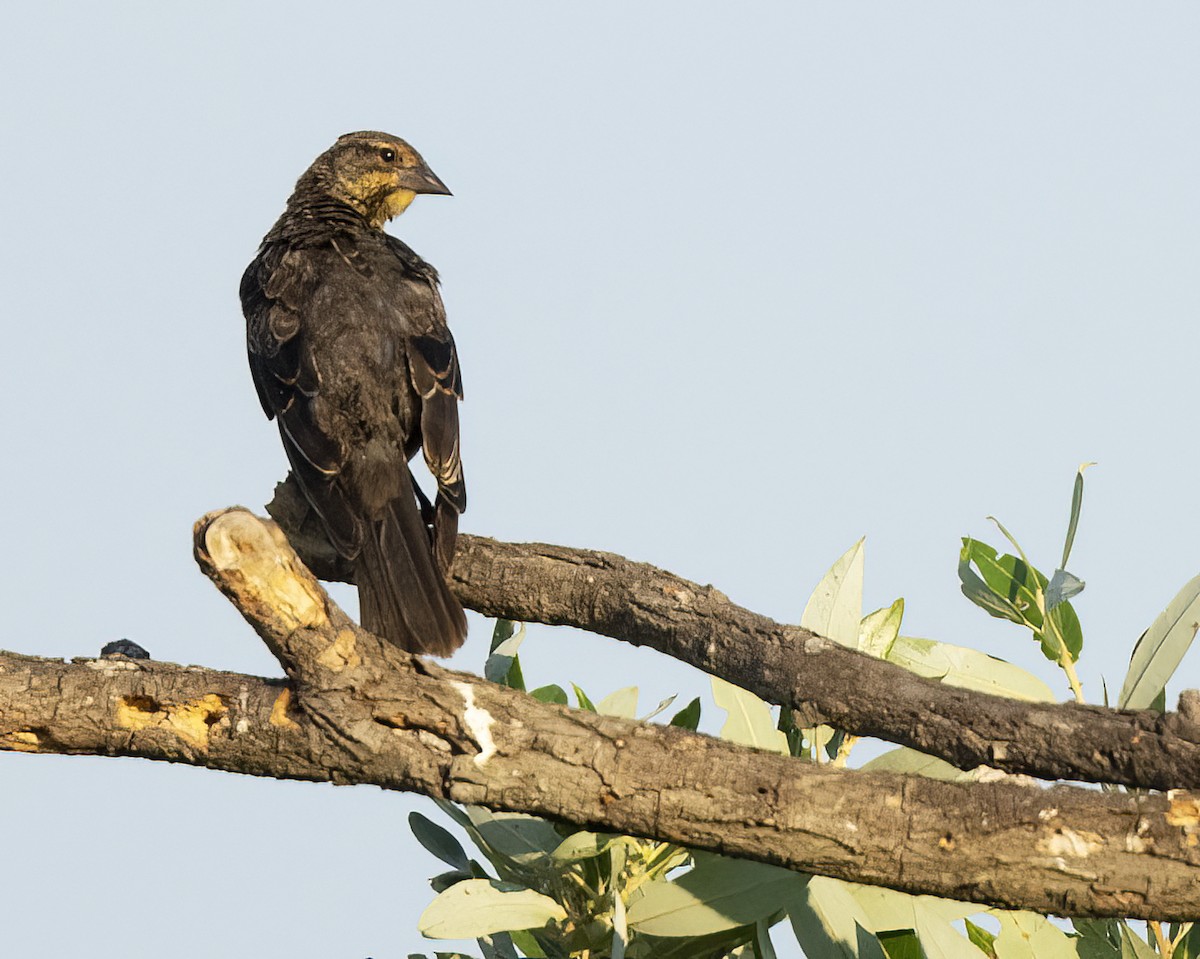 Red-winged Blackbird - Barbara Swanson