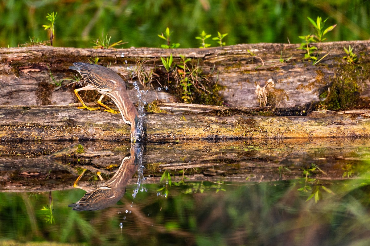 Green Heron - ML622134375