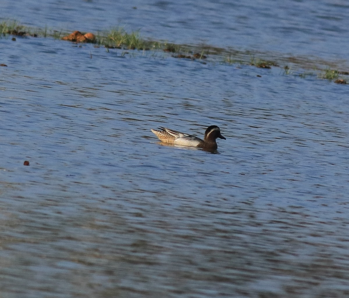 Garganey - Afsar Nayakkan