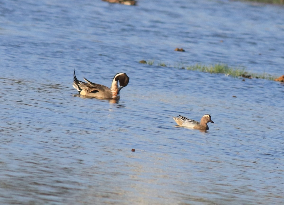 Garganey - Afsar Nayakkan