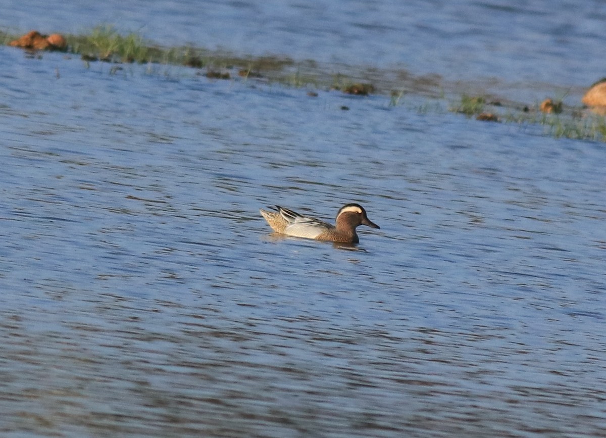 Garganey - Afsar Nayakkan