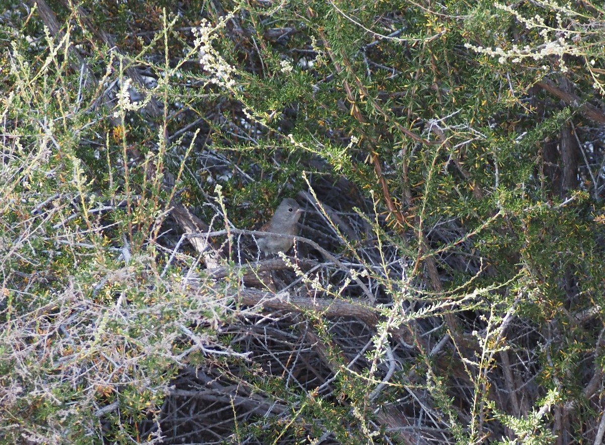 Black-chinned Sparrow - ML622134552