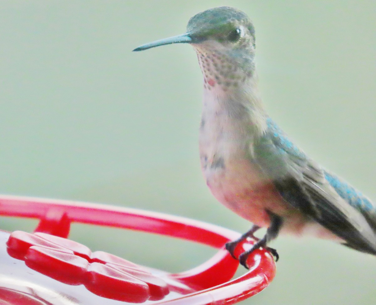 Broad-tailed Hummingbird - peter weber