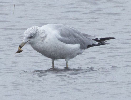 Ring-billed Gull - Stanley Selkow