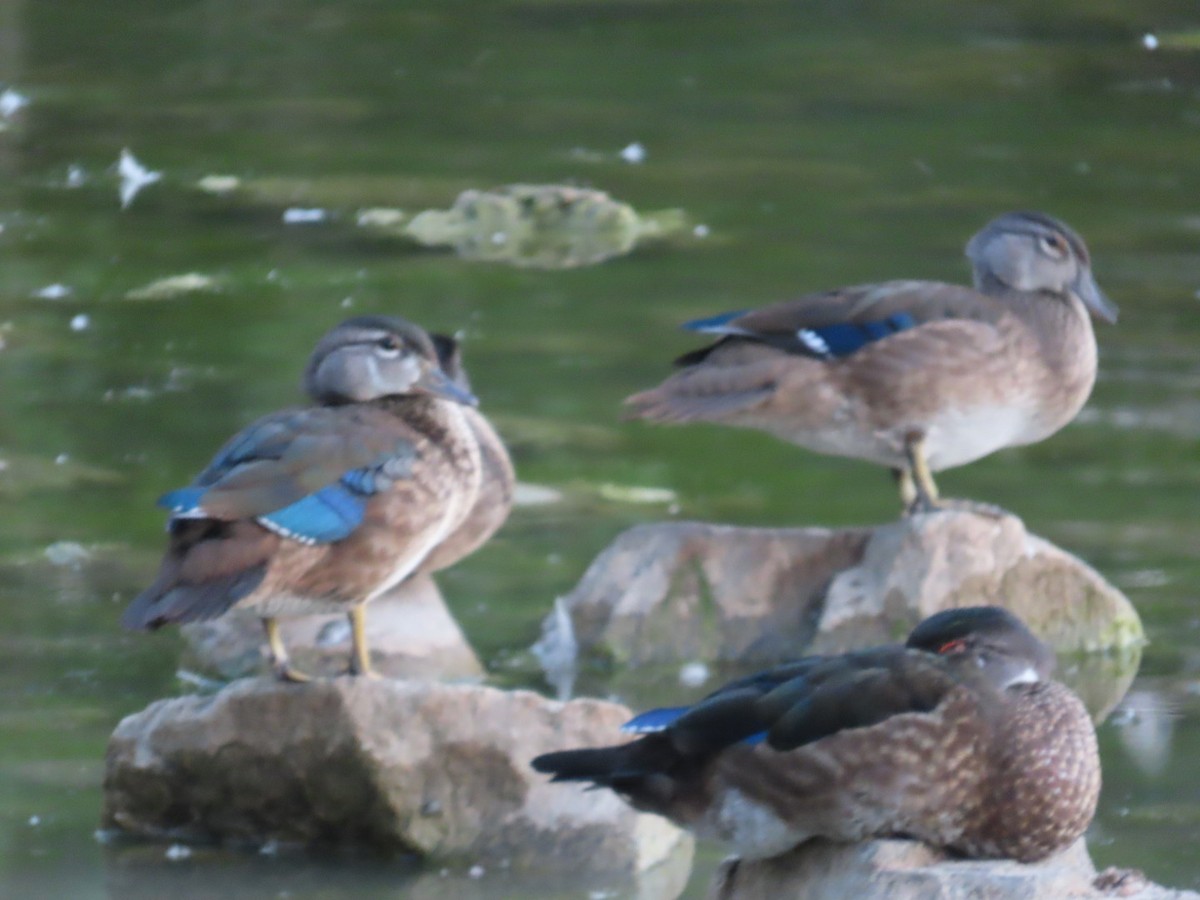 Wood Duck - Edward Raynor