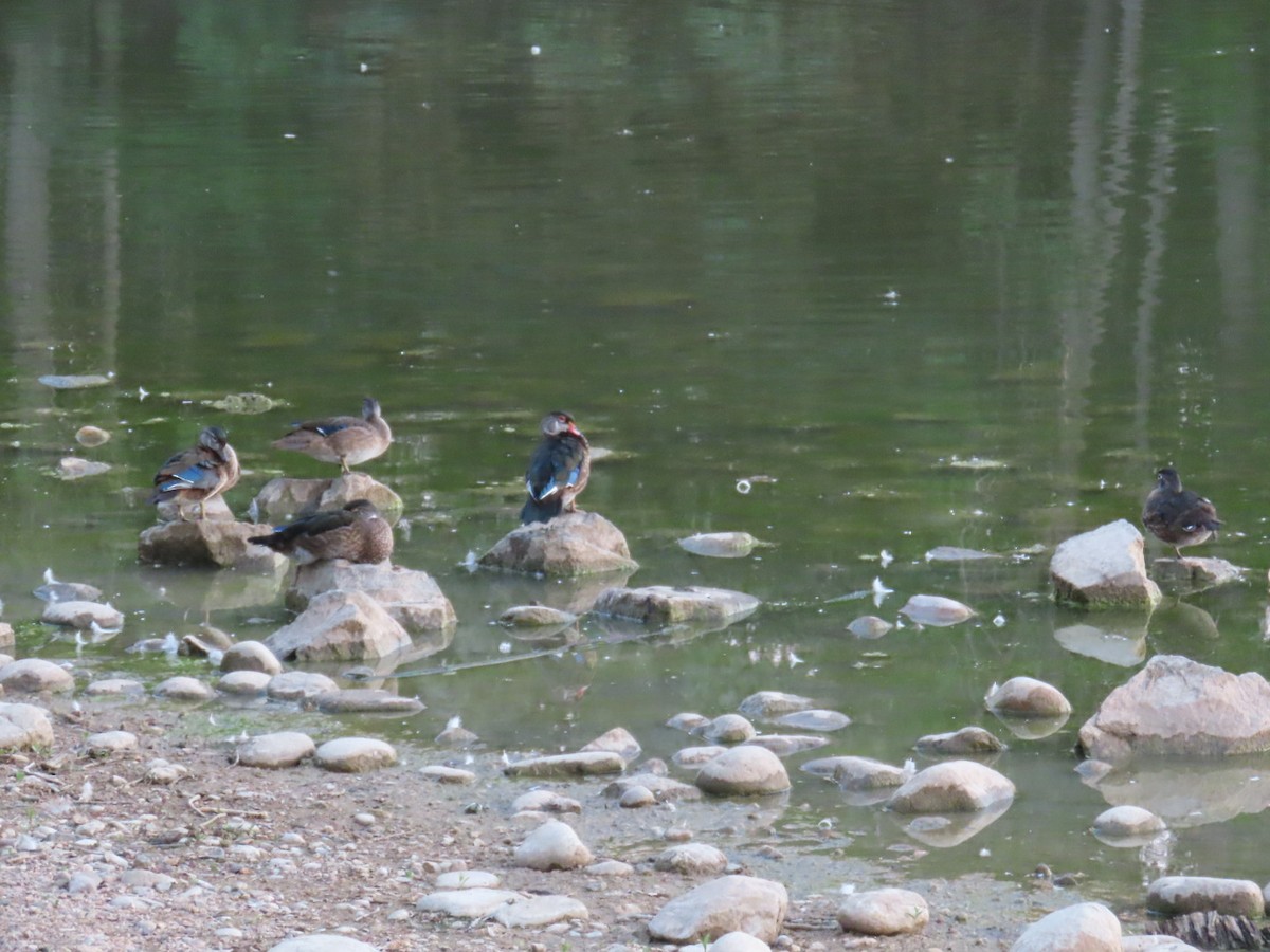 Wood Duck - ML622134614