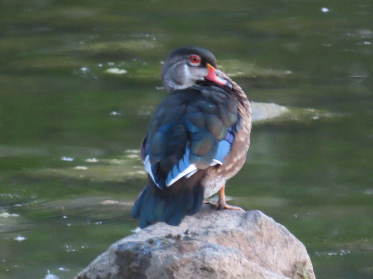 Wood Duck - Edward Raynor