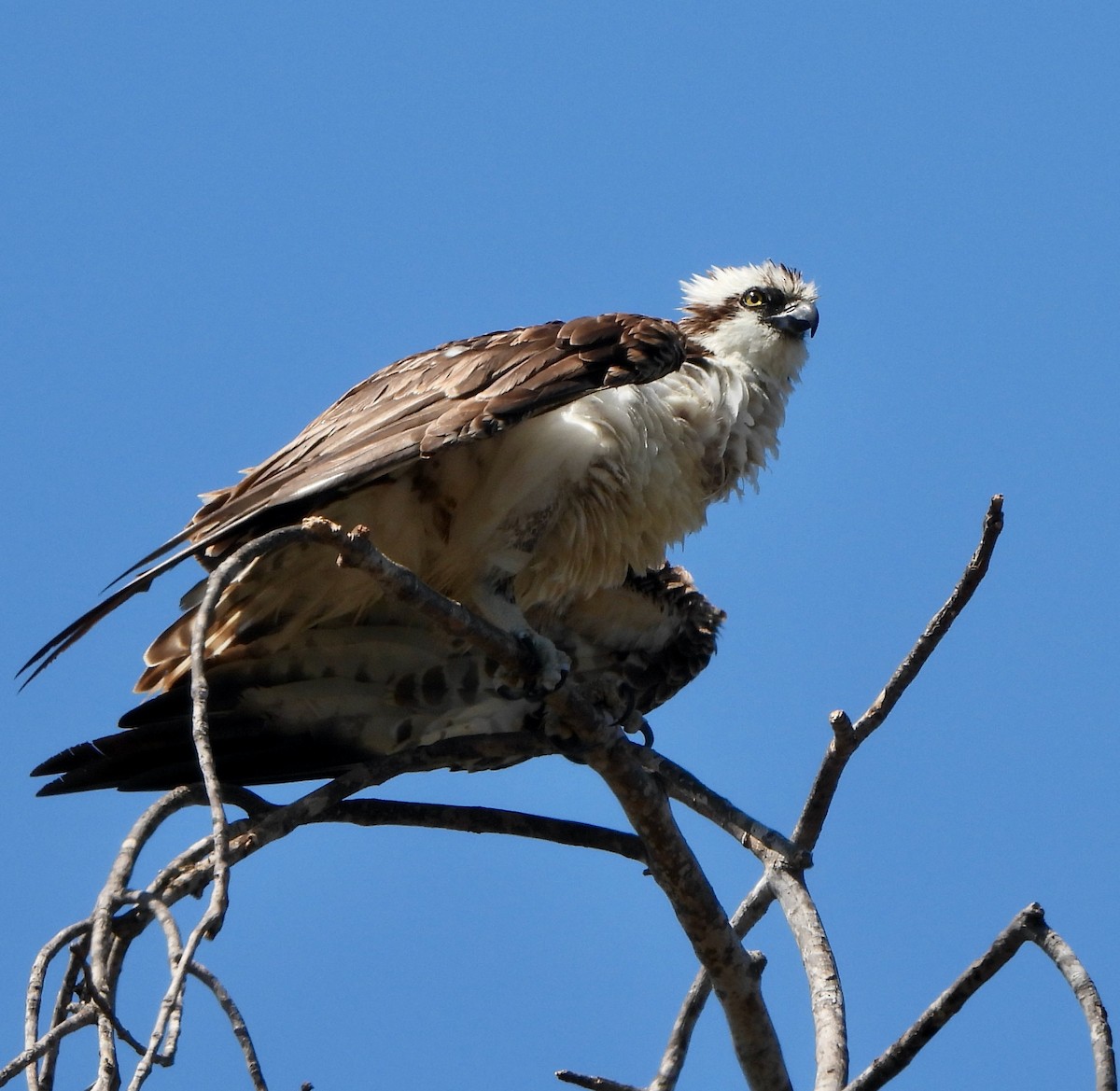 Osprey - ML622134627