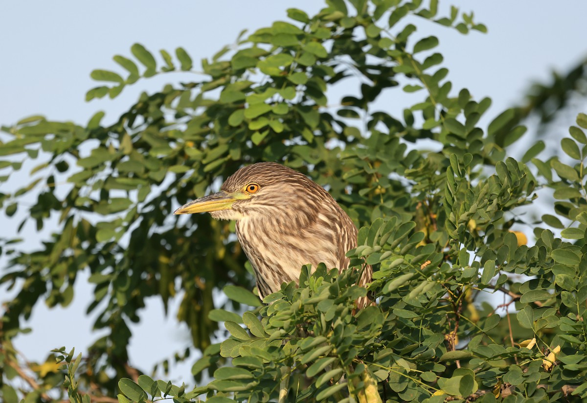 Black-crowned Night Heron - ML622134654