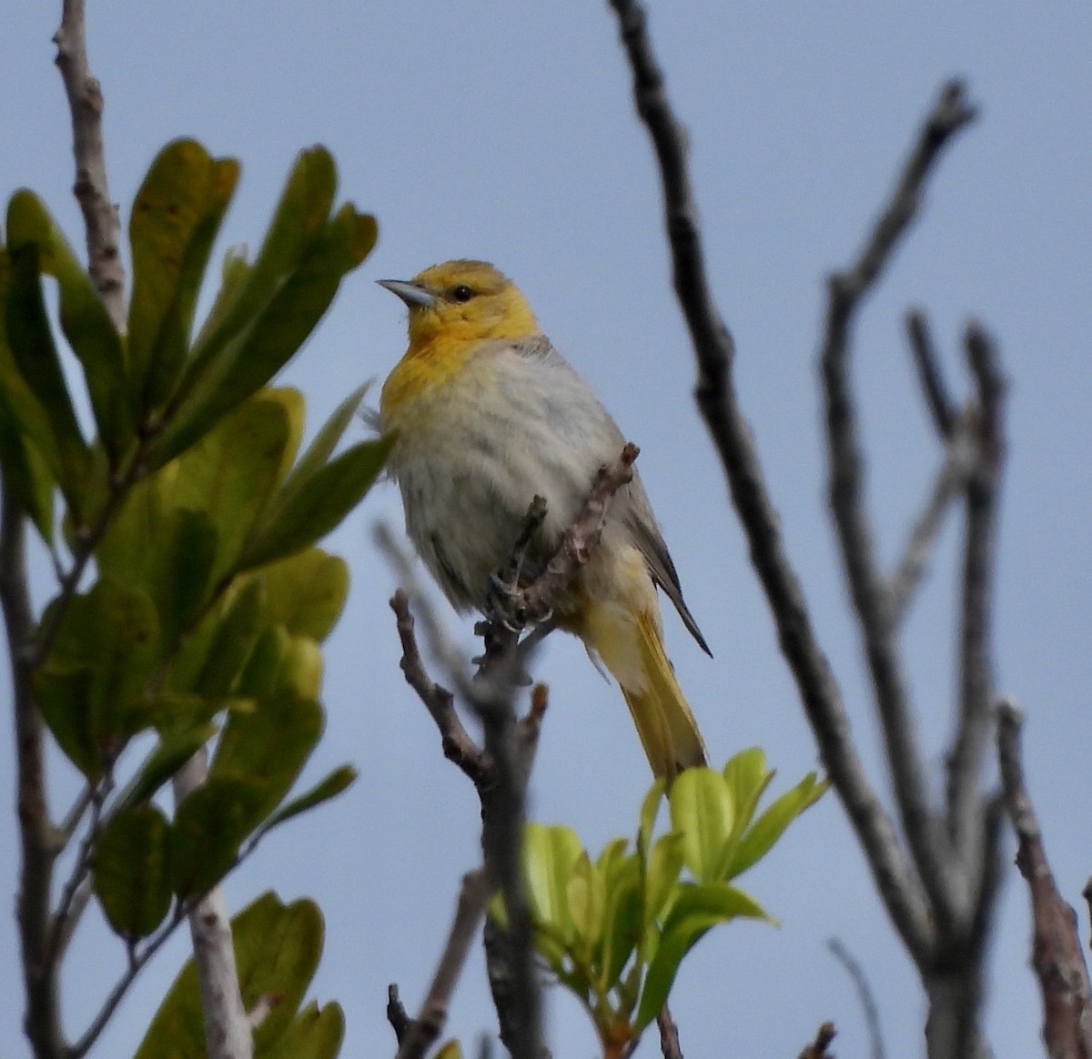 Bullock's Oriole - ML622134660