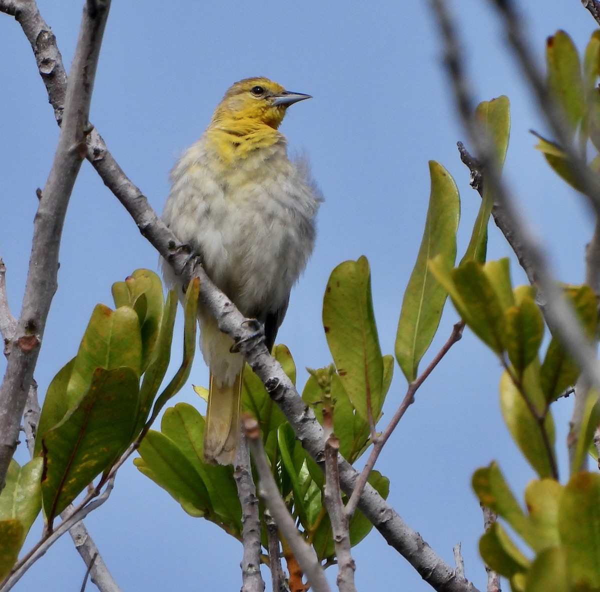 Bullock's Oriole - ML622134662